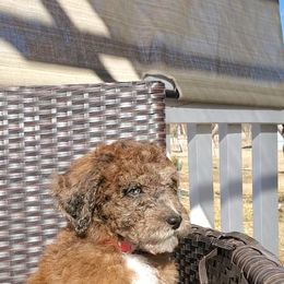 Aussiedoodle Puppies from Color Country Doodles