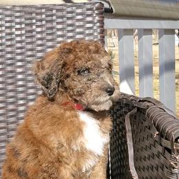Aussiedoodle Puppies from Color Country Doodles