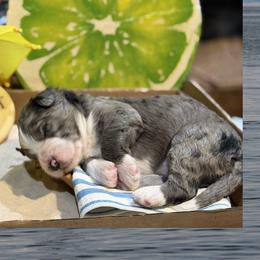 Lake - Merle male Bernedoodle puppy in Coopersburg, Pennsylvania from Deutsch Hund Haus