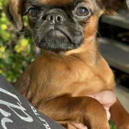 Brussels Griffon Puppies from Looking Glass Brussels Griffons