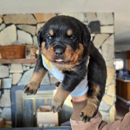 Dandy - Black and mahogany female Rottweiler puppy in Salt Lake City, Utah from Snubnose Rottweilers LLC