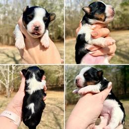 Seraphina - Black tan and white female Biewer Terrier puppy in Iva, South Carolina from Petit Bijou