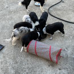 Border Collie Puppies from Roaring River Border Collies