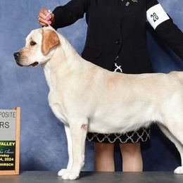 Labrador Retrievers from Lasani’s Labradors