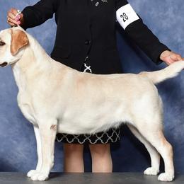 Labrador Retrievers from Lasani’s Labradors