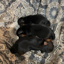 Cute female - Black and tan female Yorkshire Terrier puppy in Riverside, California from Playful teacups Yorkshire