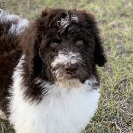 Celeste - Labradoodle puppy in Cleburne, Texas from Sugar Fig Kennel
