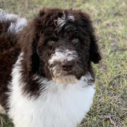 Celeste - Labradoodle puppy in Cleburne, Texas from Sugar Fig Kennel