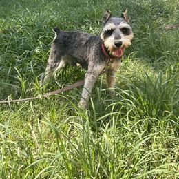 Fellow - Miniature Schnauzer