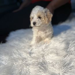 Poodle Puppies from Pawsome Poodles