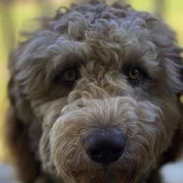 Double Doodle All Grown Up from Lionheart Doodles