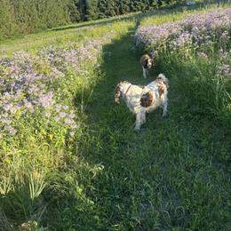 English Springer Spaniel All Grown Up from Gunner Spaniel