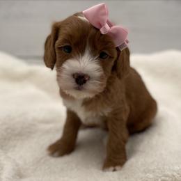 Jewel - Red  female Goldendoodle puppy in Kansas City, Kansas from Bella & Ivy’s Mini Goldendoodles of KC