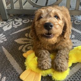 Goldendoodle Puppies from az_doodlesoflove
