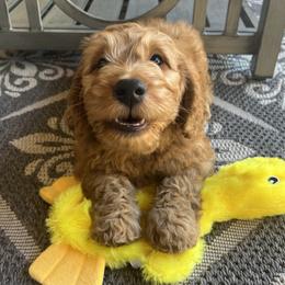 Goldendoodle Puppies from az_doodlesoflove