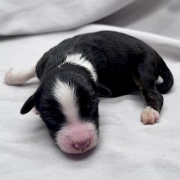 Jessie - Black tri female Toy Australian Shepherd puppy in Bly, Oregon from Apacheblus Toy Aussies