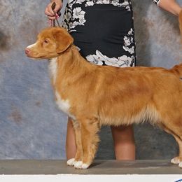 Nova Scotia Duck Tolling Retrievers from WyldeWater Tollers