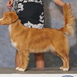 Nova Scotia Duck Tolling Retrievers from WyldeWater Tollers