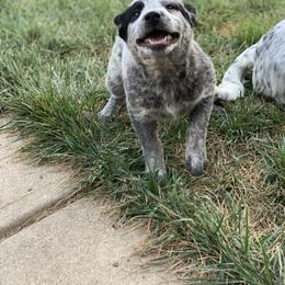 Australian Cattle Dog Puppies from Quarter Acre Farms