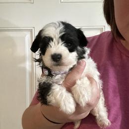 Goldendoodle and Maltipoo Puppies from Double J Doodle Farm