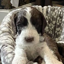 Black collar - Springerdoodle puppy from SpringerDoodles at the Beach