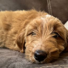 Mona Lisa - Apricot female Assorted Doodle Crosses puppy in Wayne, West Virginia from Faith, Feathers & FurBabies