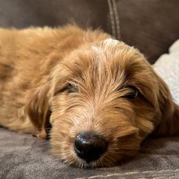 Mona Lisa - Apricot female Assorted Doodle Crosses puppy in Wayne, West Virginia from Faith, Feathers & FurBabies