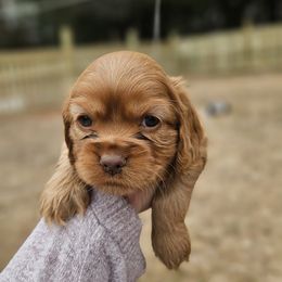 Cocker Spaniel Puppies from Susanna's Cockers