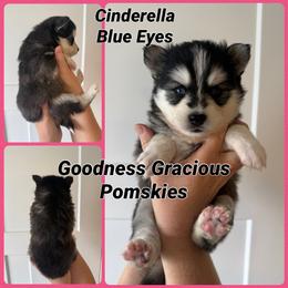Cinderella - Black and white female Pomsky puppy in Lyons, Nebraska from Goodness Gracious Pomskies