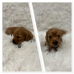 Enzo - Cream male Dachshund puppy in Chehalis, Washington from McJazzin Doxies