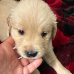 Bear - Golden male Golden Retriever puppy in Seville, Ohio from Retriever Ranch