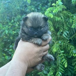 Kolby - Orange sable male Pomeranian puppy in Kansas City, Missouri from S&K Pomeranians