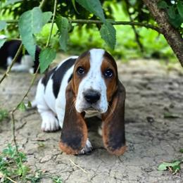 Linus - Black brown and white male Basset Hound puppy in West Chester, Ohio from Bed-N-Bassets