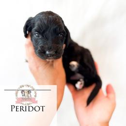 Peridot - Black and white female Aussiedoodle puppy in Corydon, Indiana from Ridgeline Doodles