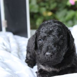 Labradoodle Puppies from Tiny Tally Tails
