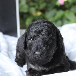 Labradoodle Puppies from Tiny Tally Tails