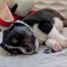 Hype - Black tri-color male Australian Shepherd puppy in Rhode Island from Ocean Cliff Aussies