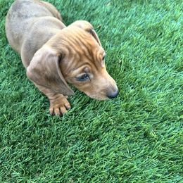Dachshund Puppies from Mighty little dachshunds