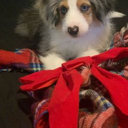 Aussiedoodle Puppies from Hearth&Hound Doodles