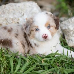 Peach pie - Red merle female Miniature American Shepherd puppy in Groesbeck, Texas from Epic Miniature American Shepherds