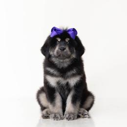 Purple Bow  Girl - Black and tan female Tibetan Mastiff puppy in Wheaton, Illinois from Adynasty Tibetan Mastiffs