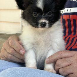 Boy 1 - White and black Papillon puppy in Plainville, Connecticut from Guardian’s Papillons