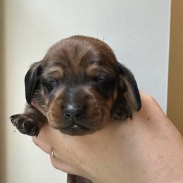 Porthos - Red male Dachshund puppy in Crystal, Michigan from Mare-Bella Smoothcoat Edition