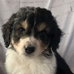 4 - Black tri-color male Aussiedoodle puppy in Tenino, Washington from Silvercreek Aussies and doodles