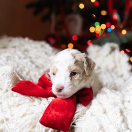 Aussiedoodle and Australian Mountain Doodle Puppies from Farmstead Doodles