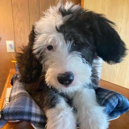 ANNA - Black and white female Old English Sheepdog puppy in Charlo, Montana from Heavenly Hilltop Farm