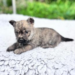 Nicki - Cream brindle female Cairn Terrier puppy in Mountain Grove, Missouri from CreekTop