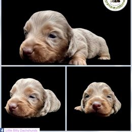 Scout - Fawn (isabella) and tan male Dachshund puppy in Tecumseh, Oklahoma from Little Bitty Dachshunds