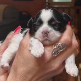 Geronimo - Black and white male Shih Tzu puppy in Nekoosa, Wisconsin from Brox Acres House of Fur LLC