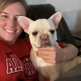 French Bulldogs and Goldendoodles from C.P. Puppy Buddies